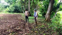 Polsek Cikupa Garap Lahan Tanam Jagung di Desa Pasir Jaya