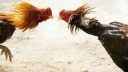 Praktik Judi Sabung Ayam di Dua Lokasi Kabupaten Malang Kembali Marak, Aparat Diduga Tutup Mata