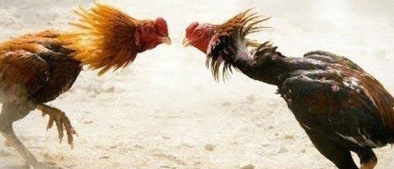 Praktik Judi Sabung Ayam di Dua Lokasi Kabupaten Malang Kembali Marak, Aparat Diduga Tutup Mata