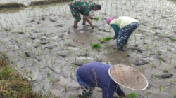 Babinsa Tawangsari Dampingi Petani Tanam Padi Musim Kedua, Dorong Optimalisasi Lahan Dan Ketersediaan Air