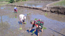 Babinsa Tambakan Dampingi Petani Tanam Padi Musim Kedua Di Lahan Poktan Setia Bakti II