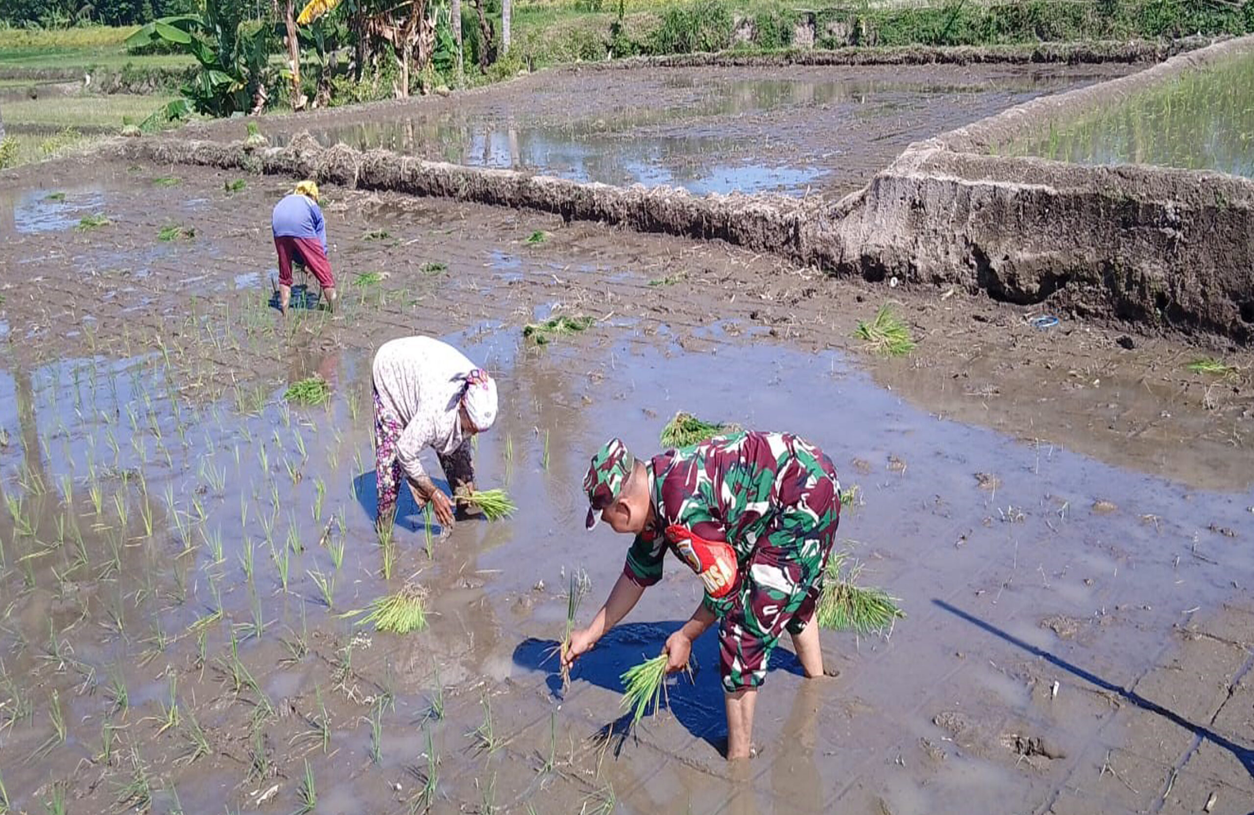 Babinsa Tambakan Dampingi Petani Tanam Padi Musim Kedua Di Lahan Poktan Setia Bakti II