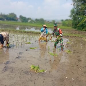 Ketersediaan Air Mumpuni, Babinsa Desa Maron Ajak Petani Percepat Masa Tanam Kedua