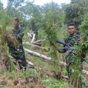 TNI Bersama Tim GabunganTemukan Dan Musnahkan 30.000 Batang Ganja di Mandailing Natal