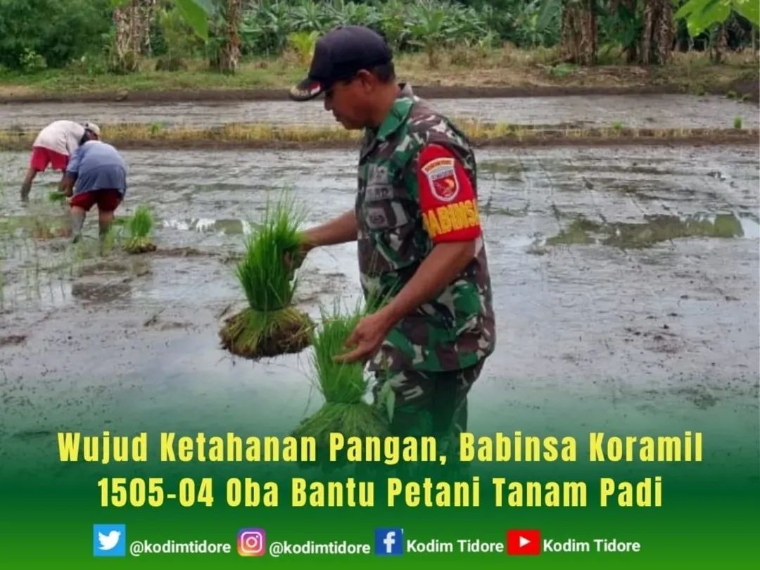 Wujud Ketahanan Pangan, Babinsa Koramil 1505-04 Oba Bantu Petani Tanam Padi
