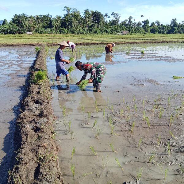 Dekat Dengan Warga, Babinsa Kodim 1505 Tidore Turun ke Sawah Bantu Petani Tanam Padi