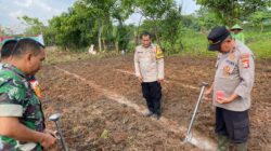 Penanaman Jagung Serentak Kuartal 3 Tahun 2025, Wujud Ketahanan Pangan di Cikupa