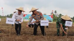 Penanaman Jagung Serentak Bersama Kapolri, Kapolresta Tangerang Siap Dukung Ketahanan Pangan di Setiap Tahapan