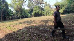 Bhabinkamtibmas Desa Pasir Jaya Pantau Lahan Jagung Dukung Program Ketahanan Pangan