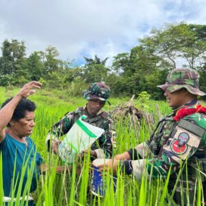 Lanjutkan Program Hanpangan Merah Putih, Satgas Yonif 126/KC Rawat Padi Gogo demi Swasembada Lanjutkan Program Hanpangan Merah Putih, Satgas Yonif 126/KC Rawat Padi Gogo demi Swasembada