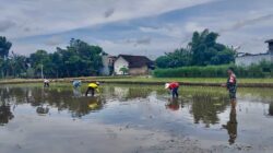 Tanam Padi Ciherang di Dawuhan, Babinsa Ramil Kademangan motivasi luas tambah tanam petani