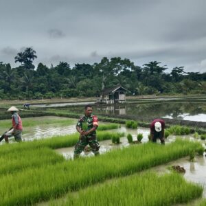 Babinsa Dukung Ketahanan Pangan, Bantu Warga Pindahkan Bibit Padi ke Lahan Tanam Babinsa Dukung Ketahanan Pangan, Bantu Warga Pindahkan Bibit Padi ke Lahan Tanam