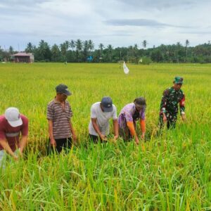 Sinergi Babinsa Sumbersari Bersama Poktan Sari Rezeki Wujudkan Ketahanan Pangan Wilayah Sinergi Babinsa Sumbersari Bersama Poktan Sari Rezeki Wujudkan Ketahanan Pangan Wilayah