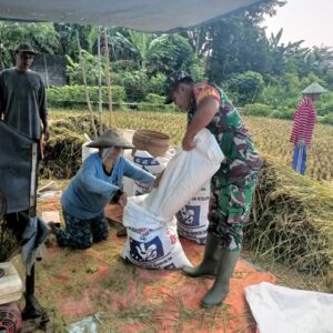 Babinsa Selokajang Dampingi Panen Padi, Dorong Petani Optimalkan Program Hanpangan
