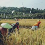 Babinsa Koba Lakukan Pendampingan Pada Petani Dalam Upaya Meningkatkan Ketahanan Pangan Babinsa Koba Lakukan Pendampingan Pada Petani Dalam Upaya Meningkatkan Ketahanan Pangan