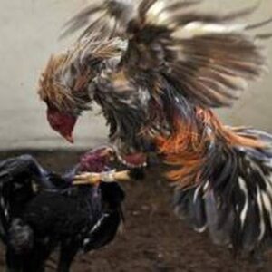 Perjudian Terang-Terangan di Ponorogo: Warga Resah, Aparat Diduga Tutup Mata