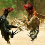 Sabung Ayam di Ngronggot Diduga Kebal Hukum, Warga Geram