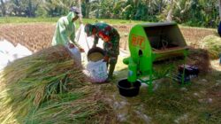 Bulir Padi Pilar Negeri, Sinergi Babinsa Dan Petani Karangrejo Jaga Ketahanan Pangan