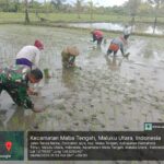 Babinsa Koramil 1505-03/Maba Turun ke Sawah Bantu Petani Tanam Padi