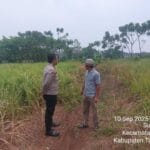 Polsek Cikupa Lakukan Pengecekan Lahan untuk Program Penanaman Jagung Hibrida
