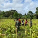 Panen Raya Jagung: TNI dan Warga Rawabiru Wujudkan Swasembada Pangan