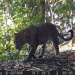 Ekspedisi Macan Tutul Jawa di Sanggabuana Catat Temuan Penting, TNI AD Perkuat Kiprah Pelestarian Alam