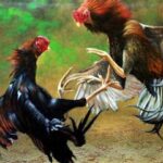 Perjudian Sabung Ayam Marak di Kedungkandang, Malang: Diduga Dilindungi, Omzet Capai Ratusan Juta