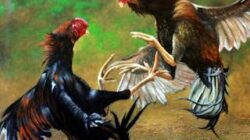 Sabung Ayam dan Judi Dadu Kembali Marak di Kediri, Polisi Belum Memberikan Klarifikasi