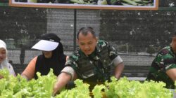 Dandim 1710/Mimika Bersama Ketua Persit KCK Cab. XXXV Melaksanakan Panen Slada Di Kebun Hidroponik Mimosa Persit KCK Cab. XXXV Kodim 1710/Mimika