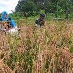 Babinsa Bersama PPL Pertanian Lakukan Pengubinan, Ukur Hasil Padi