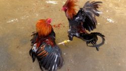 Skandal Judi di Ponorogo: Ketika Hukum Dihabisi Meja Dadu