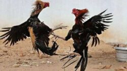 Arena Sabung Ayam di Lumajang Terus Beroperasi, Otoritas Didesak Tindak Tegas Pelaku Perjudian