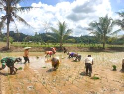Wujudkan Ketahanan Pangan di Wilayah, Babinsa Bersama PPL Turun ke Sawah