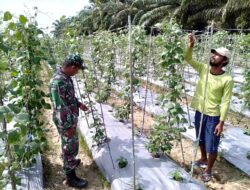 Babinsa Dampingi Petani Hortikultura untuk Perkuat Ketahanan Pangan