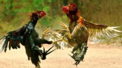 Skandal Perjudian Sabung Ayam Pogalan: Aroma Pembiaran, Dugaan Backup, dan Ancaman Hukum yang Diabaikan