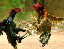 Skandal Perjudian Sabung Ayam Pogalan: Aroma Pembiaran, Dugaan Backup, dan Ancaman Hukum yang Diabaikan