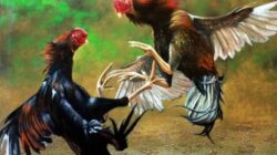 Publik Bertanya: Ke Mana Aparat Saat Judi Sabung Ayam Marak di Nganjuk?