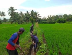 Guna Optimalkan Produksi Padi, Babinsa Dan Petani Resapombo Sinergi Bersihkan Lahan Pertanian
