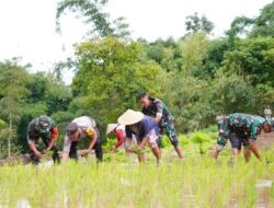 Satgas TMMD Ke 127 Bersama Warga Laksanakan Penanaman Padi Dukung Ketahanan Pangan Di Desa Krisik