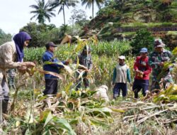 Dukung Ketahanan Pangan, Anggota Satgas TMMD Bantu Warga Panen Jagung