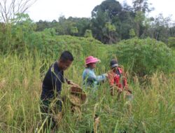TNI Hadir untuk Rakyat, Satgas TMMD Bantu Panen Padi Gunung di Linggang Amer
