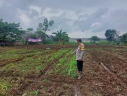 Bhabinkamtibmas Polsek Cikupa Monitor Lahan Jagung 0,7 Hektare di Sukadamai, Sempat Terendam Banjir Kini Mulai Tumbuh