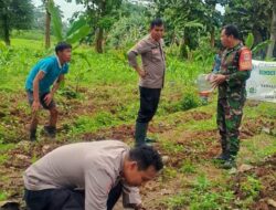Polsek Cikupa Laksanakan Penanaman Jagung Hibrida Program 1 Desa 2 Hektare Triwulan I 2026