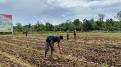 Penanaman Jagung Pipil di Lahan Polda Papua Barat Daya