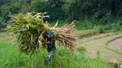 Wujud Kemanunggalan, Satgas TMMD Ke 127 Kodim 0808 Bantu Warga Panggul Pakan Ternak Dari Kebun