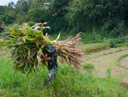 Wujud Kemanunggalan, Satgas TMMD Ke 127 Kodim 0808 Bantu Warga Panggul Pakan Ternak Dari Kebun