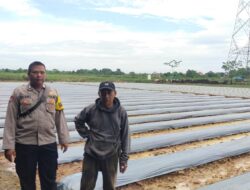 Polsek Cikupa Dukung Program 1 Desa 2 Hektare dengan Penanaman Jagung Hibrida Kwartal I Tahun 2026