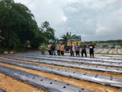 Bhabinkamtibmas Polsek Cikupa Hadiri Penanaman Jagung Hibrida Program 1 Desa 2 Hektare di Desa Bojong