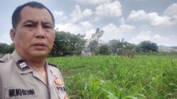 Bhabinkamtibmas Desa Sukadamai Kontrol Lahan Jagung, Dukung Program Ketahanan Pangan 3 IMG 20260316 WA0036