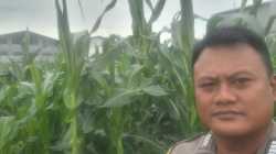 Bhabinkamtibmas Desa Talaga Cek Lahan Jagung, Dukung Ketahanan Pangan di Cikupa 1 IMG 20260326 WA0051